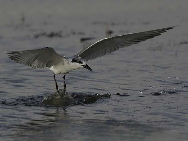 Valkoposkitiira, Whiskered Tern, Chlidonias hybrida